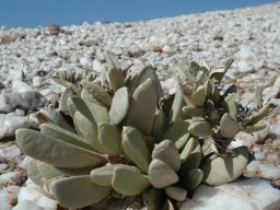 Hartmanthus pergamentaceus